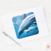 Dolfijnen Onderwater Vierkante Sticker (Envelop)