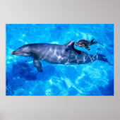 dolfijnen poster (Voorkant)