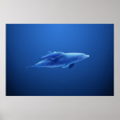 Dolfijnen Poster (Voorkant)