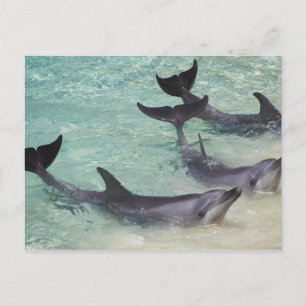 Dolfijnen, Sea World, Gold Coast, Queensland, Briefkaart