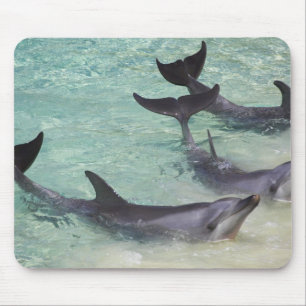 Dolfijnen, Sea World, Gold Coast, Queensland, Muismat