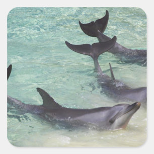 Dolfijnen, Sea World, Gold Coast, Queensland, Vierkante Sticker