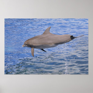 Dolfijnen springen uit het water poster