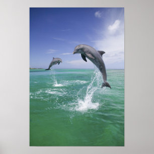 Dolfijnen van flessenmelk, Tursiops truncatus) 4 Poster