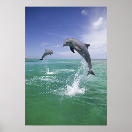 Dolfijnen van flessenmelk, Tursiops truncatus) 4 Poster (Voorkant)