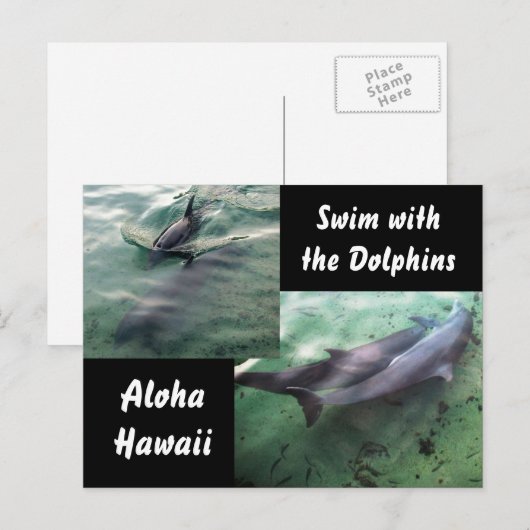 Dolfijnen van Hawaii Briefkaart (Voorkant / Achterkant)
