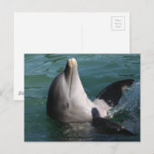 Dolfijnen verzachten briefkaart (Voorkant / Achterkant)