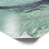 Dolfijnen, Zee World, Gold Coast, Queensland Foto Afdruk (Hoek)