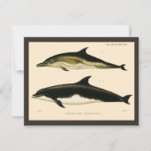  dolfijnen, zeedieren en zoogdieren (Voorkant)