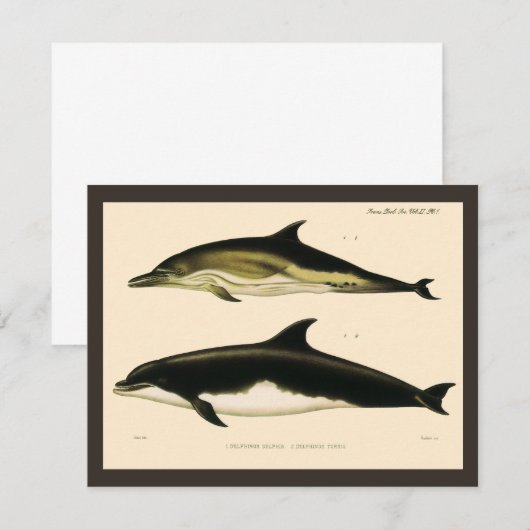  dolfijnen, zeedieren en zoogdieren (Voorkant / Achterkant)