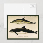 dolfijnen, zeedieren en zoogdieren briefkaart (Voorkant / Achterkant)