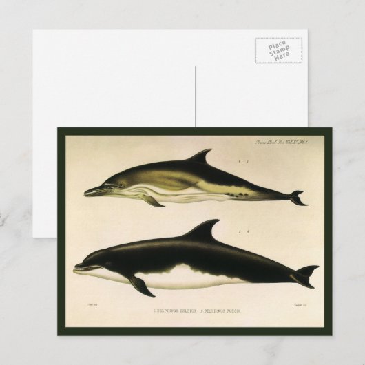 dolfijnen, zeedieren en zoogdieren briefkaart (Voorkant / Achterkant)