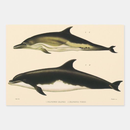 dolfijnen, zeedieren en zoogdieren inpakpapier vel (Voorkant 3)