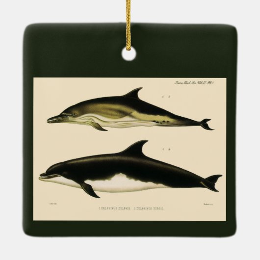  dolfijnen, zeedieren en zoogdieren keramisch ornament (Achterkant)