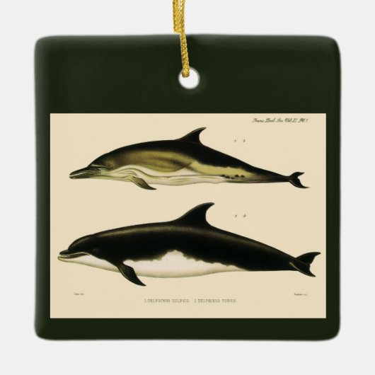  dolfijnen, zeedieren en zoogdieren keramisch ornament (Voorkant)