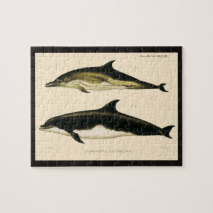 dolfijnen, zeedieren en zoogdieren legpuzzel