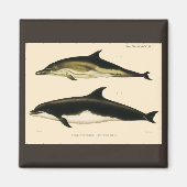  dolfijnen, zeedieren en zoogdieren magneet (Voorkant)