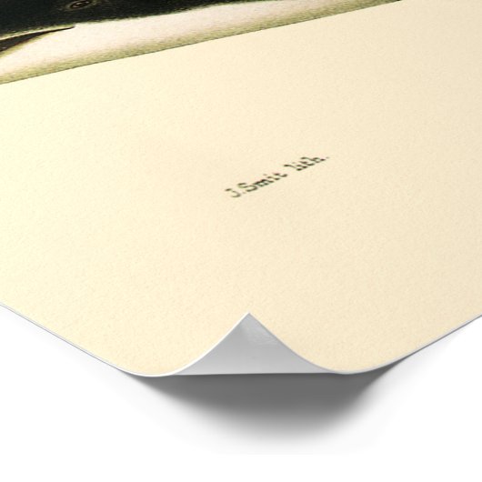  dolfijnen, zeedieren en zoogdieren poster (Hoek)