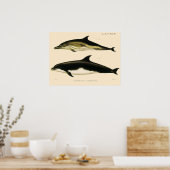 dolfijnen, zeedieren en zoogdieren poster (Keuken)
