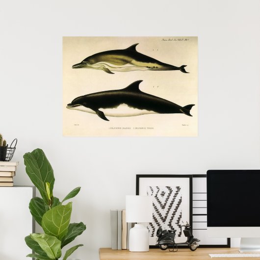  dolfijnen, zeedieren en zoogdieren poster (Thuiskantoor)