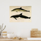 dolfijnen, zeedieren en zoogdieren poster (Keuken)