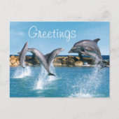 Dolfijnen zwemmen en trucs uitvoeren briefkaart (Voorkant)