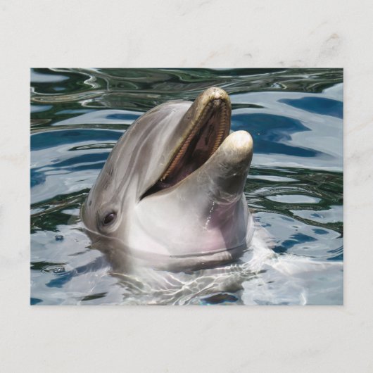 DOLFIJNFOTOGRAFIE BRIEFKAART (Voorkant)