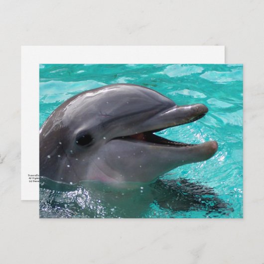 Dolfijnkop in aquamarinewater briefkaart (Voorkant / Achterkant)