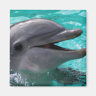 Dolfijnkop in aquamarinewater magneet