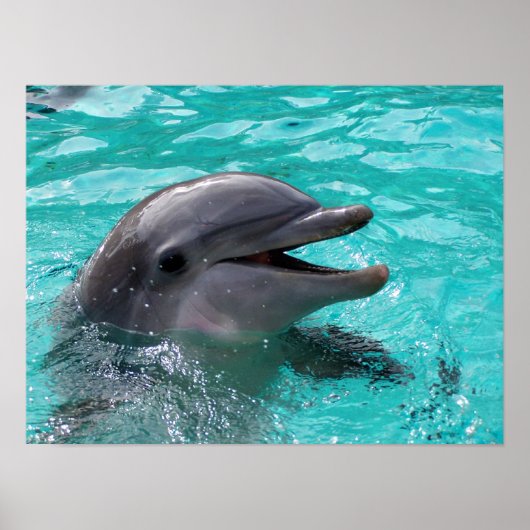 Dolfijnkop in aquamarinewater poster (Voorkant)