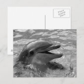 Dolfijnkop in watermond open zwart-wit briefkaart (Voorkant / Achterkant)