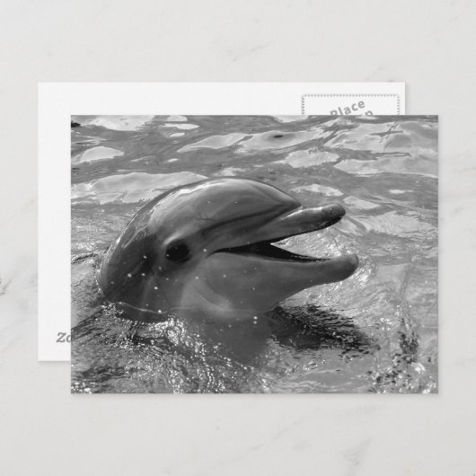 Dolfijnkop in watermond open zwart-wit briefkaart (Voorkant / Achterkant)