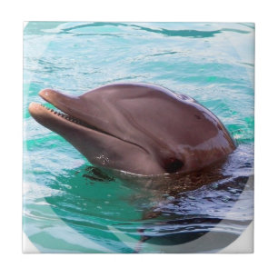 Dolfijnontwerptegel Tegeltje