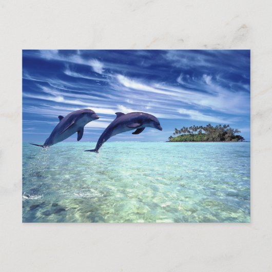 Dolfijnparadijs Briefkaart (Voorkant)