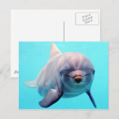 Dolfijnportret Briefkaart (Voorkant / Achterkant)