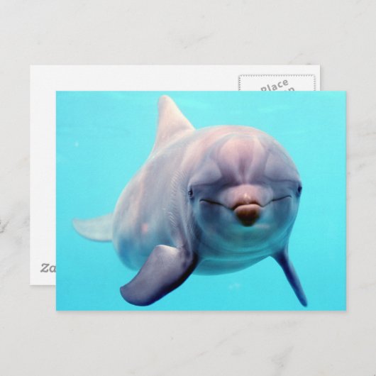 Dolfijnportret Briefkaart (Voorkant / Achterkant)