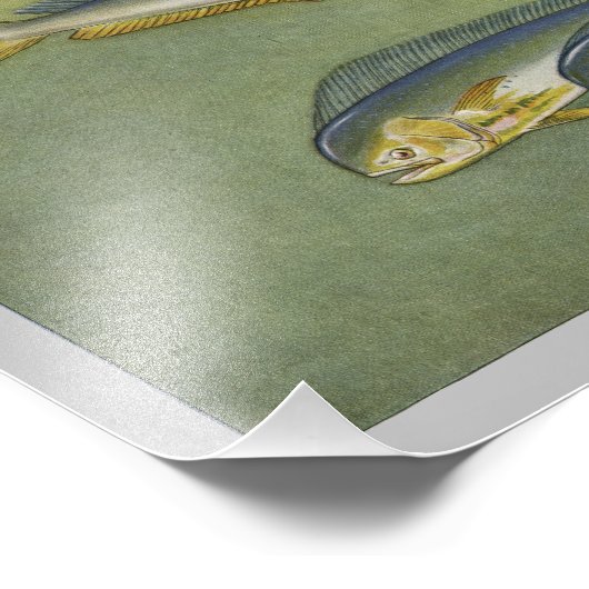 Dolfijnvis afdrukken Foto Afdruk (Hoek)