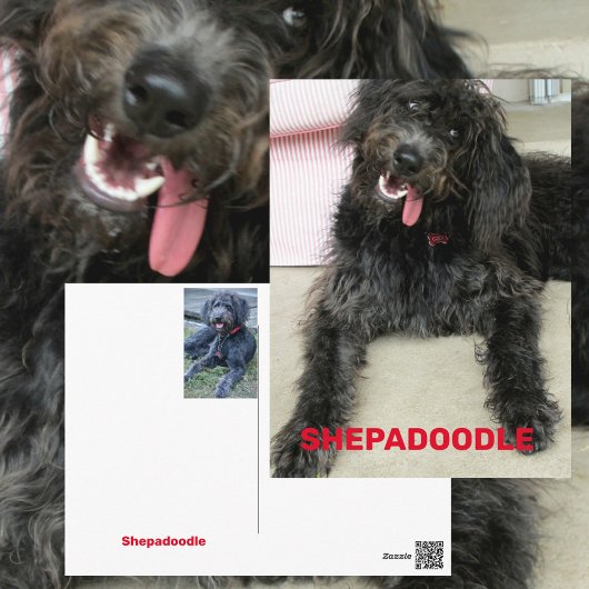 Dolle Gelukkige Shepadoodle Hond Ras Briefkaart