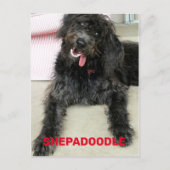 Dolle Gelukkige Shepadoodle Hond Ras Briefkaart (Voorkant)