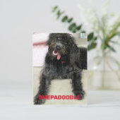 Dolle Gelukkige Shepadoodle Hond Ras Briefkaart (Staand voorkant)