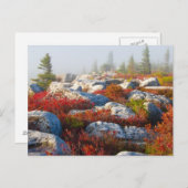 Dolly de Herfst van de Wildernis van Zoden Briefkaart (Voorkant / Achterkant)