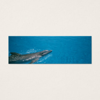 DOLLY FIN MINI VISITEKAARTJES