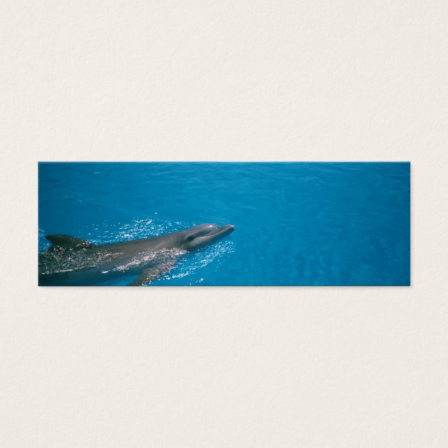 DOLLY FIN MINI VISITEKAARTJES (Voorkant)