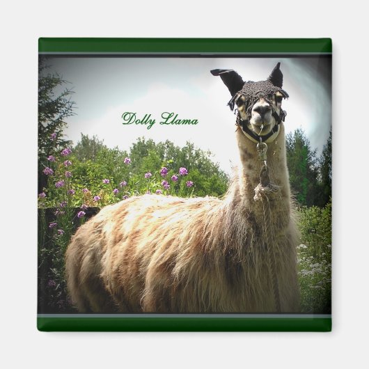 Dolly Llama Magnet (Voorkant)