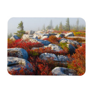 Dolly Sods Wilderness Herfst Schilderachtig met mi Magneet