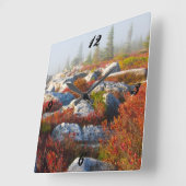 Dolly Sods Wilderness Herfst Schilderachtig met mi Vierkante Klok (Hoek)