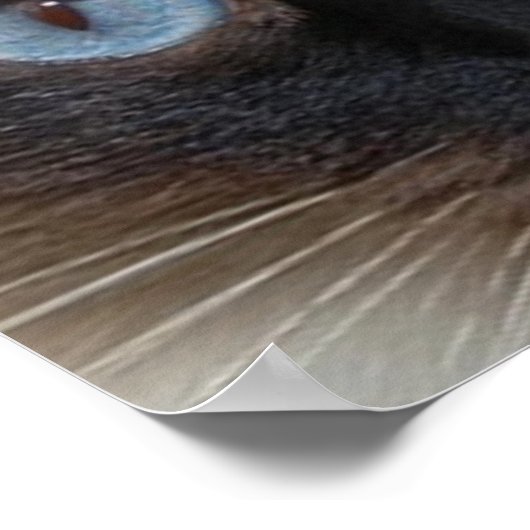 DOLLY THE RAGDOLL CAT POSTER (Hoek)