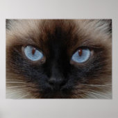 DOLLY THE RAGDOLL CAT POSTER (Voorkant)