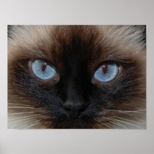 DOLLY THE RAGDOLL CAT POSTER