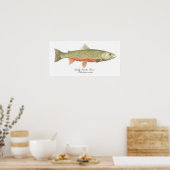 Dolly Varden Trout Art Poster (Keuken)